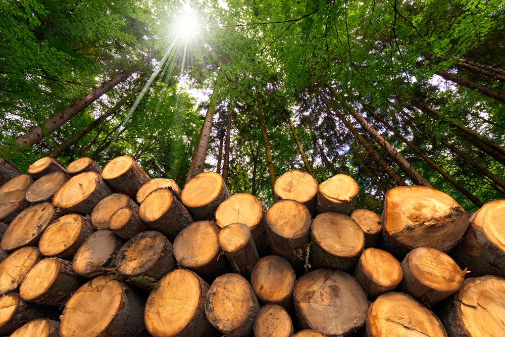 wooden,logs,with,forest,on,background,/,trunks,of,trees